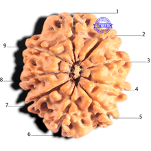 Load image into Gallery viewer, 9 Mukhi Nepalese Rudraksha - Bead No. 433
