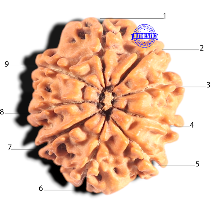 9 Mukhi Nepalese Rudraksha - Bead No. 433