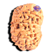 Load image into Gallery viewer, 9 Mukhi Nepalese Rudraksha - Bead No. 433
