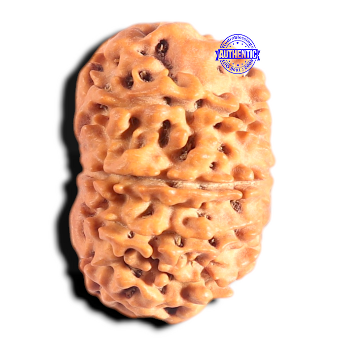 9 Mukhi Nepalese Rudraksha - Bead No. 433