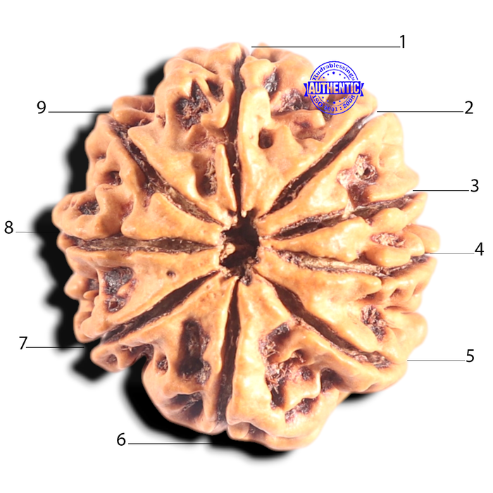 9 Mukhi Nepalese Rudraksha - Bead No. 434
