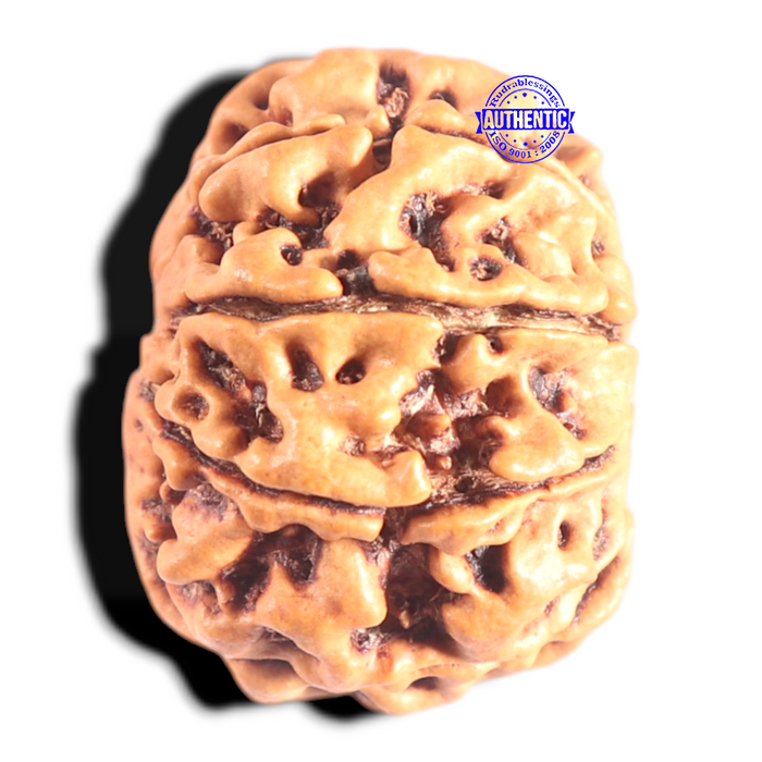 9 Mukhi Nepalese Rudraksha - Bead No. 434