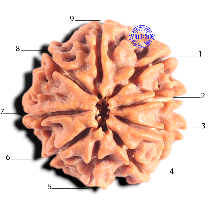9 Mukhi Nepalese Rudraksha - Bead No. 441