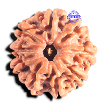 Load image into Gallery viewer, 9 Mukhi Nepalese Rudraksha - Bead No. 441
