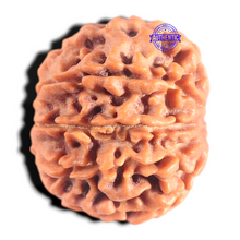 Load image into Gallery viewer, 9 Mukhi Nepalese Rudraksha - Bead No. 441

