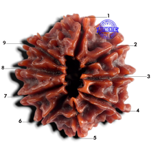 Load image into Gallery viewer, 9 Mukhi Nepalese Rudraksha - Bead No. 497
