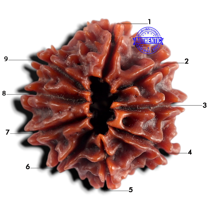 9 Mukhi Nepalese Rudraksha - Bead No. 497