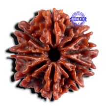 Load image into Gallery viewer, 9 Mukhi Nepalese Rudraksha - Bead No. 497
