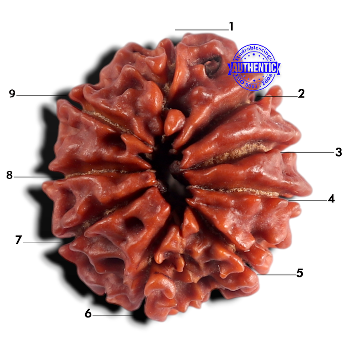 9 Mukhi Nepalese Rudraksha - Bead No. 498