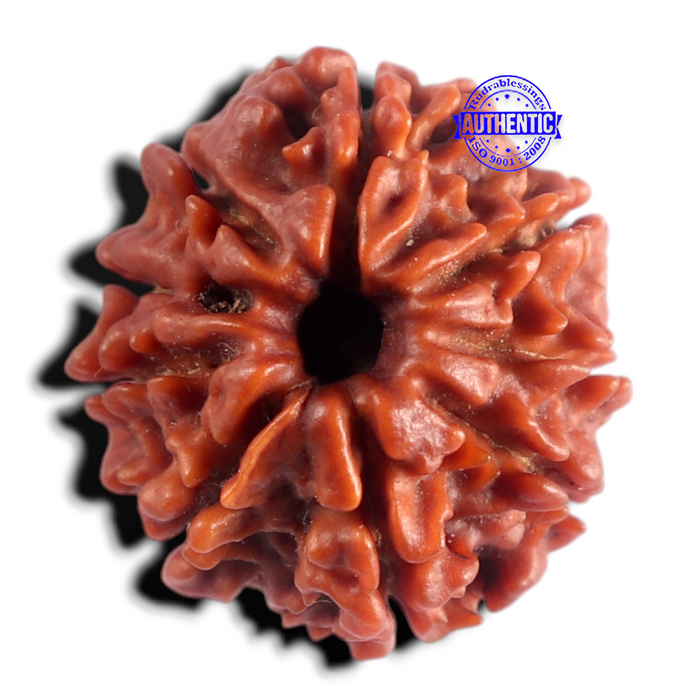 9 Mukhi Nepalese Rudraksha - Bead No. 498