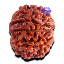 Load image into Gallery viewer, 9 Mukhi Nepalese Rudraksha - Bead No. 498
