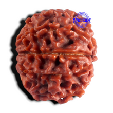 Load image into Gallery viewer, 9 Mukhi Nepalese Rudraksha - Bead No. 498
