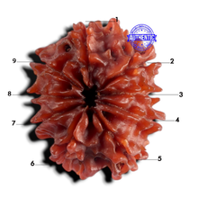 Load image into Gallery viewer, 9 Mukhi Nepalese Rudraksha - Bead No. 499
