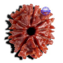 Load image into Gallery viewer, 9 Mukhi Nepalese Rudraksha - Bead No. 499
