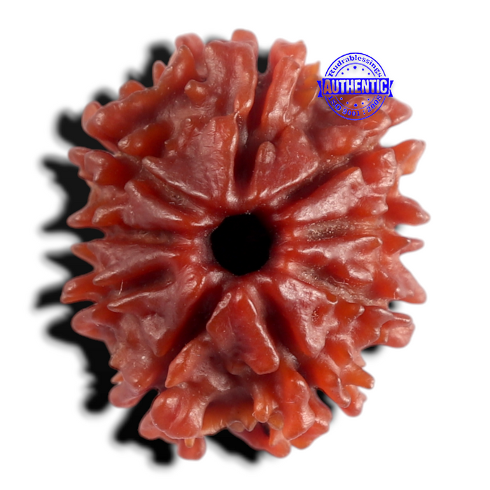 9 Mukhi Nepalese Rudraksha - Bead No. 499