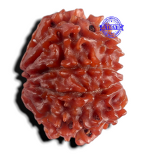 Load image into Gallery viewer, 9 Mukhi Nepalese Rudraksha - Bead No. 499
