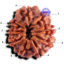 Load image into Gallery viewer, 9 Mukhi Nepalese Rudraksha - Bead No. 500
