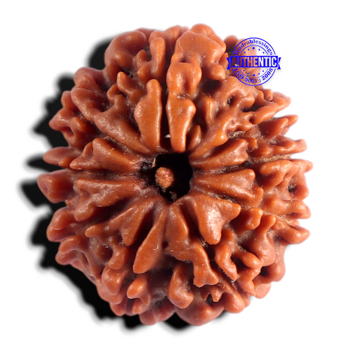 9 Mukhi Nepalese Rudraksha - Bead No. 500