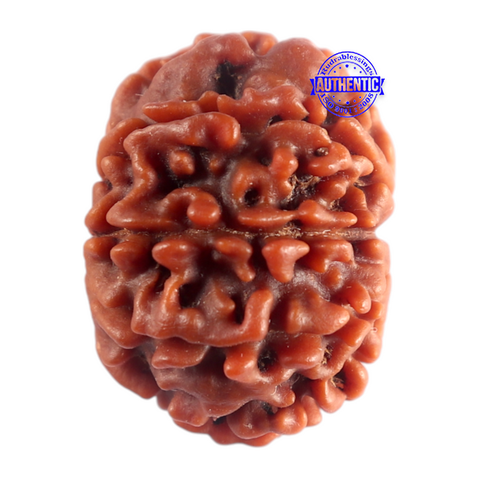 9 Mukhi Nepalese Rudraksha - Bead No. 500