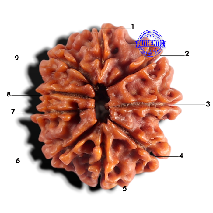 9 Mukhi Nepalese Rudraksha - Bead No. 501