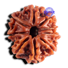 Load image into Gallery viewer, 9 Mukhi Nepalese Rudraksha - Bead No. 501
