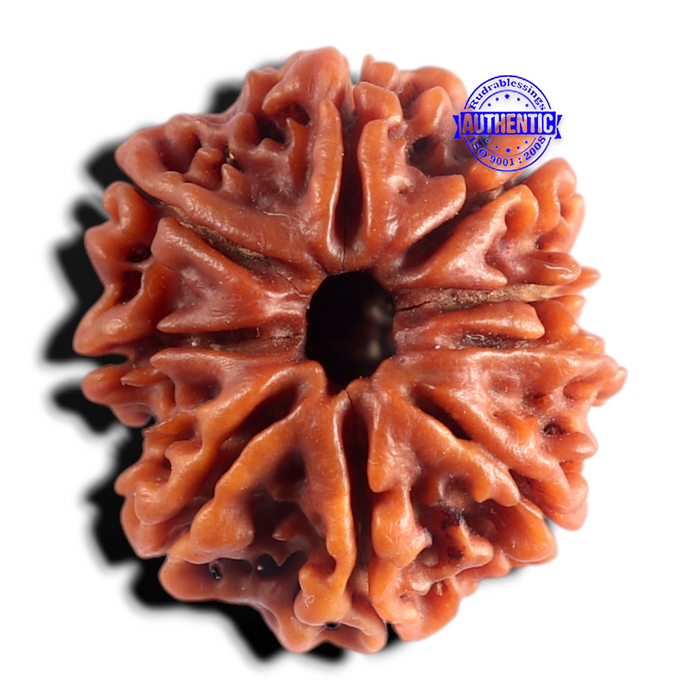 9 Mukhi Nepalese Rudraksha - Bead No. 501