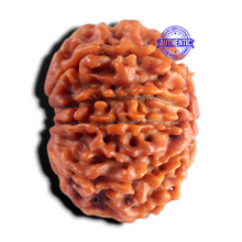 Load image into Gallery viewer, 9 Mukhi Nepalese Rudraksha - Bead No. 501
