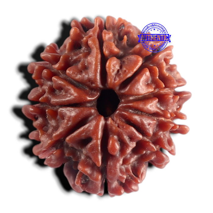 9 Mukhi Nepalese Rudraksha - Bead No. 502