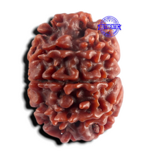 Load image into Gallery viewer, 9 Mukhi Nepalese Rudraksha - Bead No. 502

