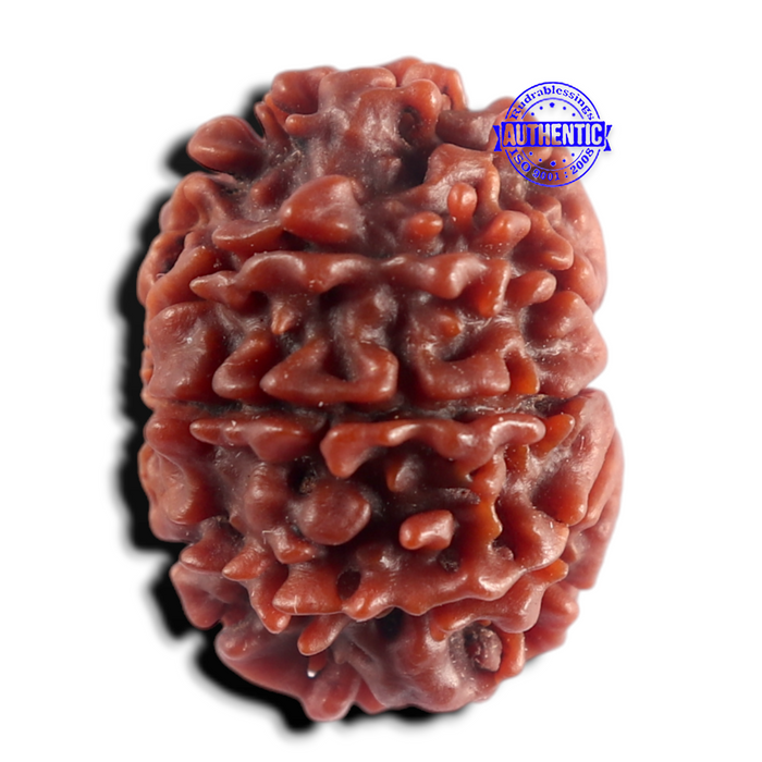 9 Mukhi Nepalese Rudraksha - Bead No. 502