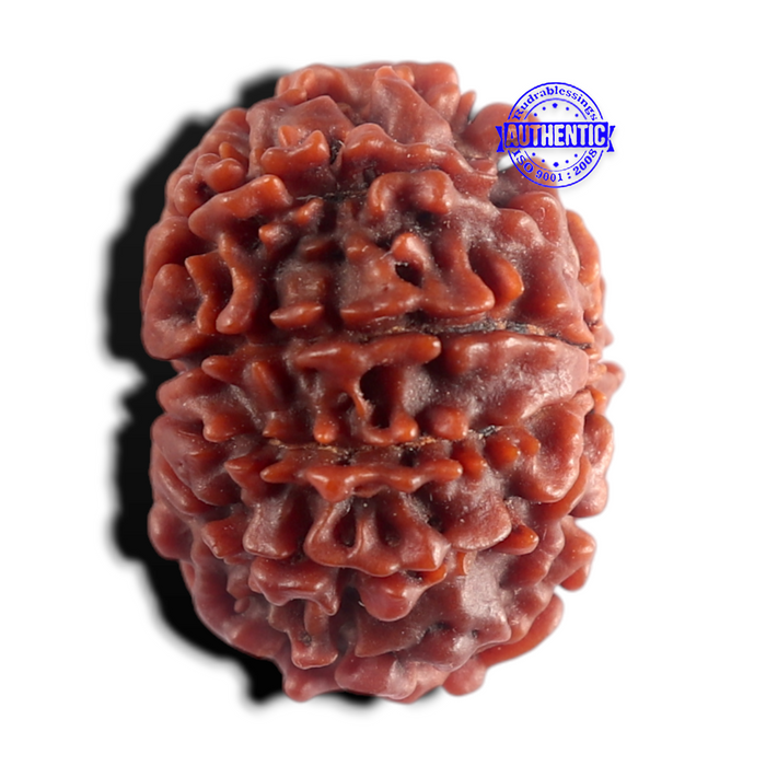 9 Mukhi Nepalese Rudraksha - Bead No. 502