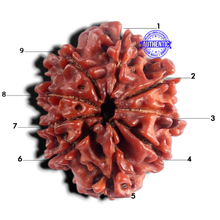 Load image into Gallery viewer, 9 Mukhi Nepalese Rudraksha - Bead No. 503
