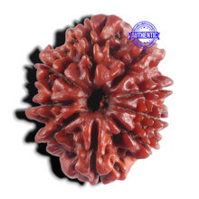 Load image into Gallery viewer, 9 Mukhi Nepalese Rudraksha - Bead No. 503
