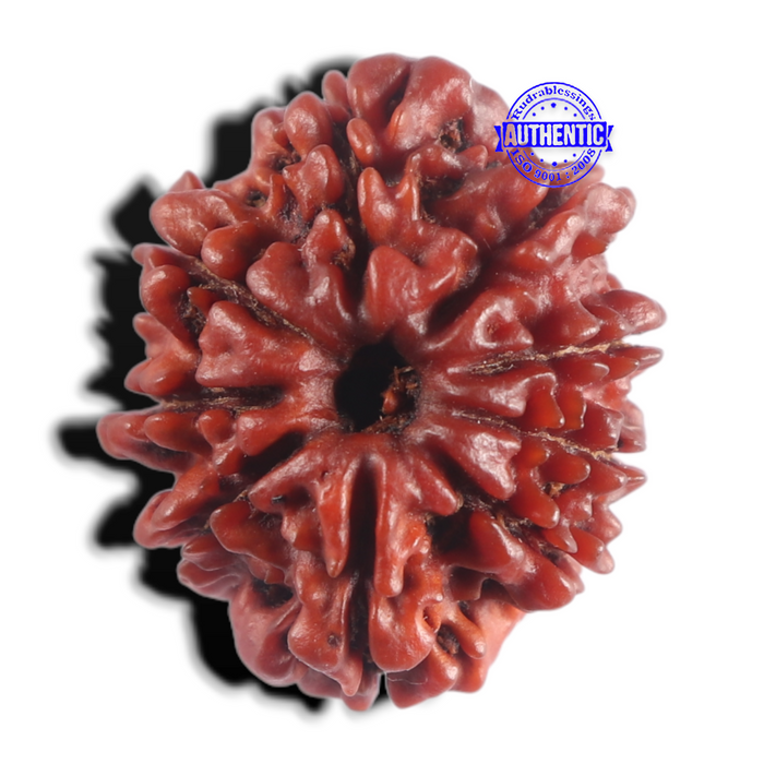 9 Mukhi Nepalese Rudraksha - Bead No. 503