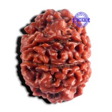 Load image into Gallery viewer, 9 Mukhi Nepalese Rudraksha - Bead No. 503
