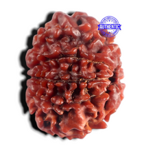 Load image into Gallery viewer, 9 Mukhi Nepalese Rudraksha - Bead No. 503
