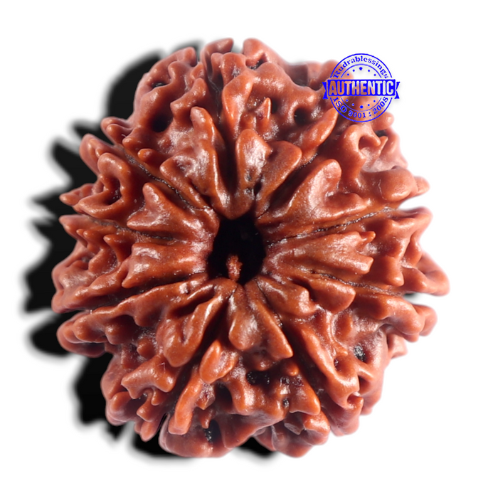 9 Mukhi Nepalese Rudraksha - Bead No. 504
