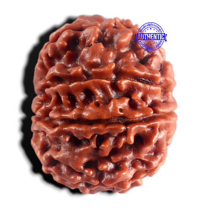 9 Mukhi Nepalese Rudraksha - Bead No. 504