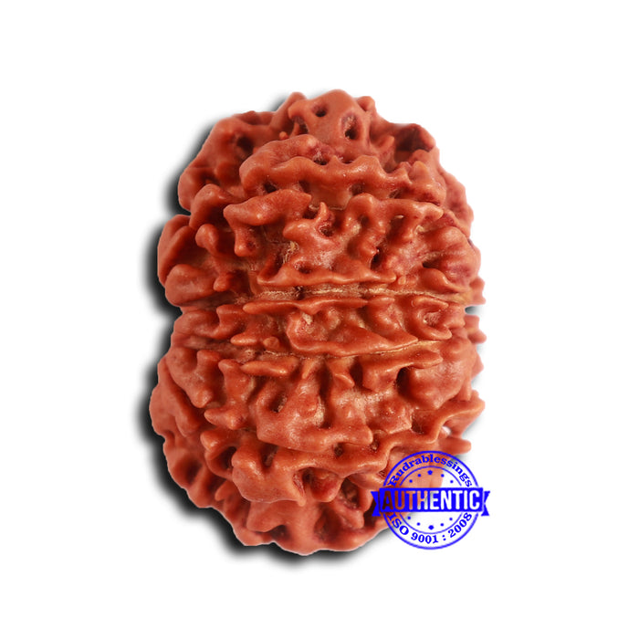 9 Mukhi Nepalese Rudraksha - Bead No. 406