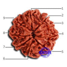 Load image into Gallery viewer, 9 Mukhi Nepalese Rudraksha - Bead No. 407
