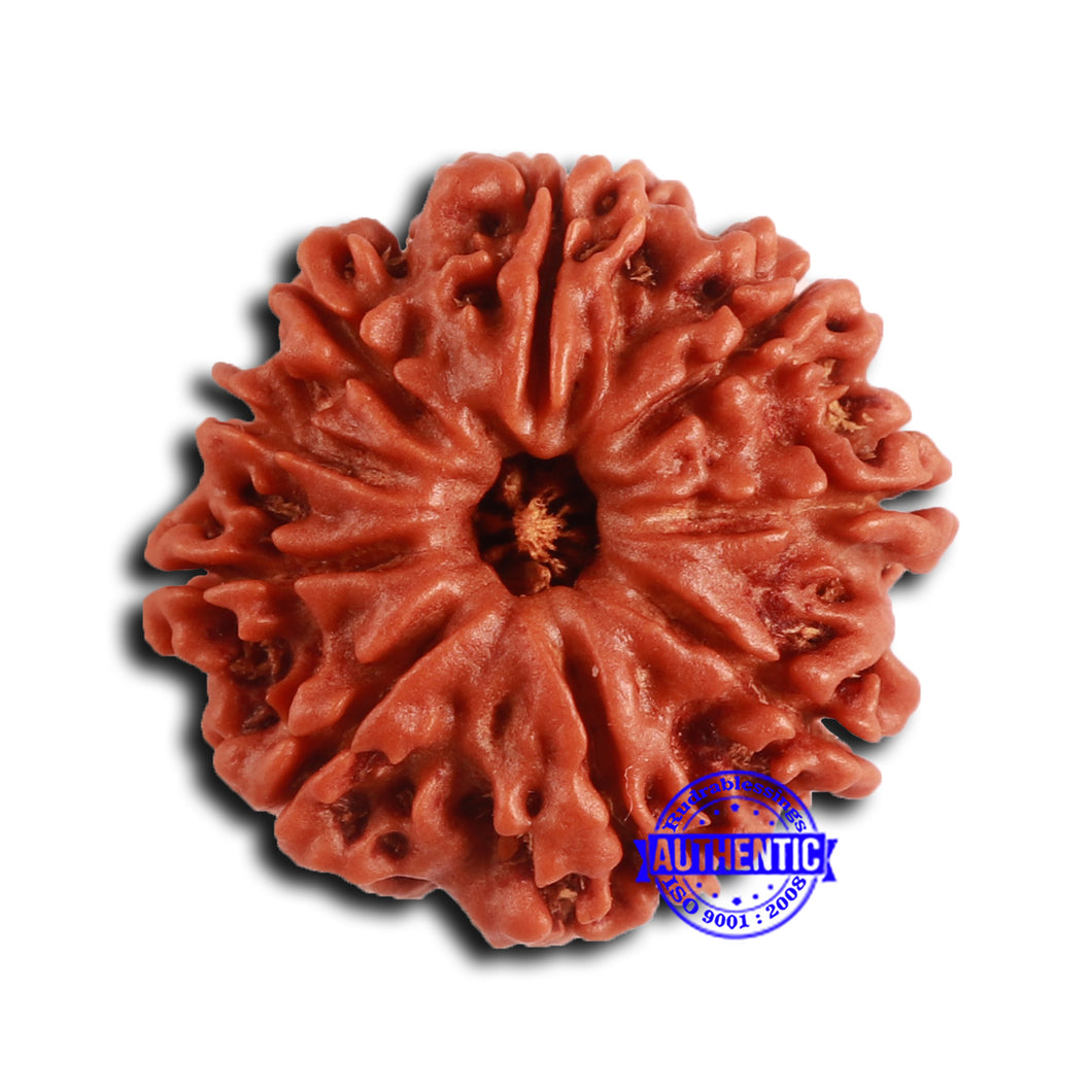9 Mukhi Nepalese Rudraksha - Bead No. 407
