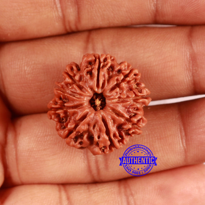 9 Mukhi Nepalese Rudraksha - Bead No. 407