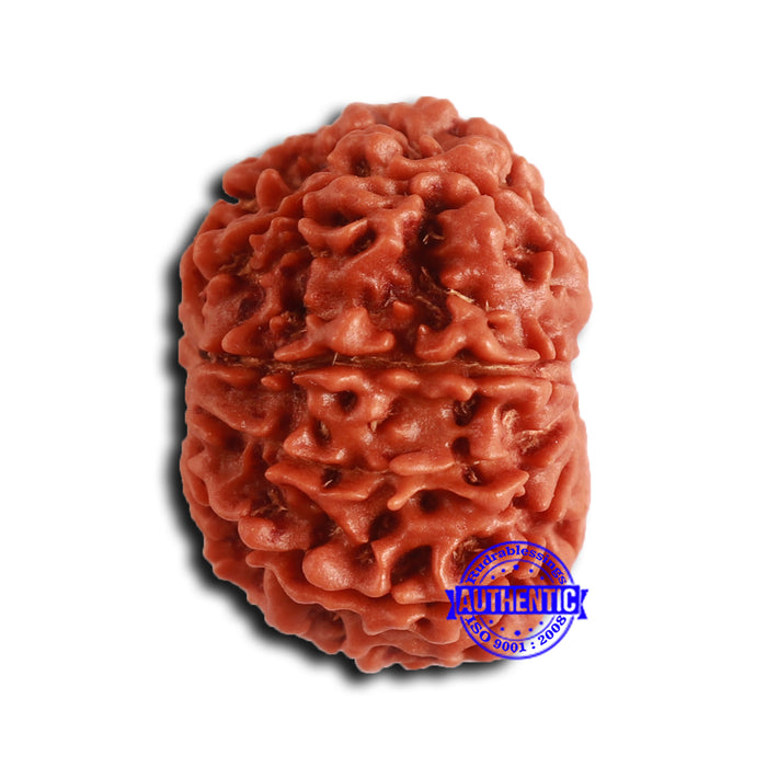 9 Mukhi Nepalese Rudraksha - Bead No. 407