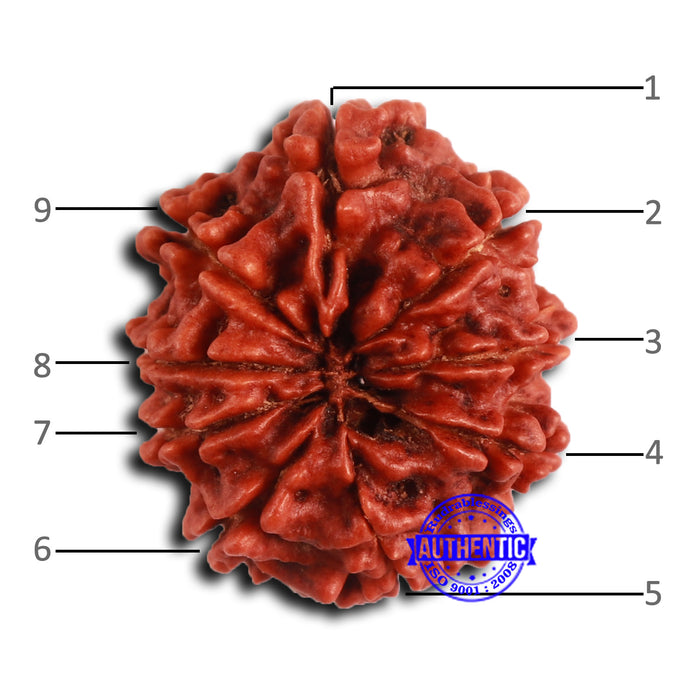 9 Mukhi Nepalese Rudraksha - Bead No. 408