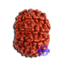 Load image into Gallery viewer, 9 Mukhi Nepalese Rudraksha - Bead No. 408

