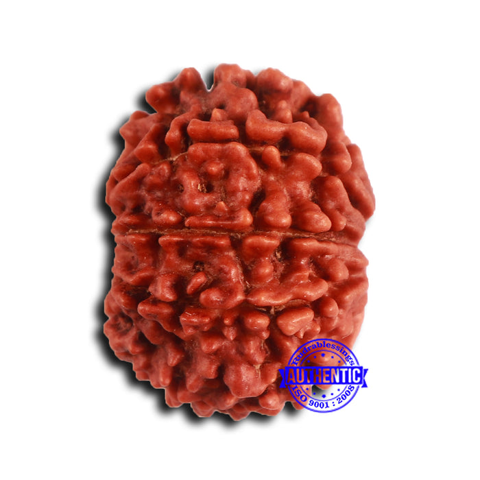 9 Mukhi Nepalese Rudraksha - Bead No. 408