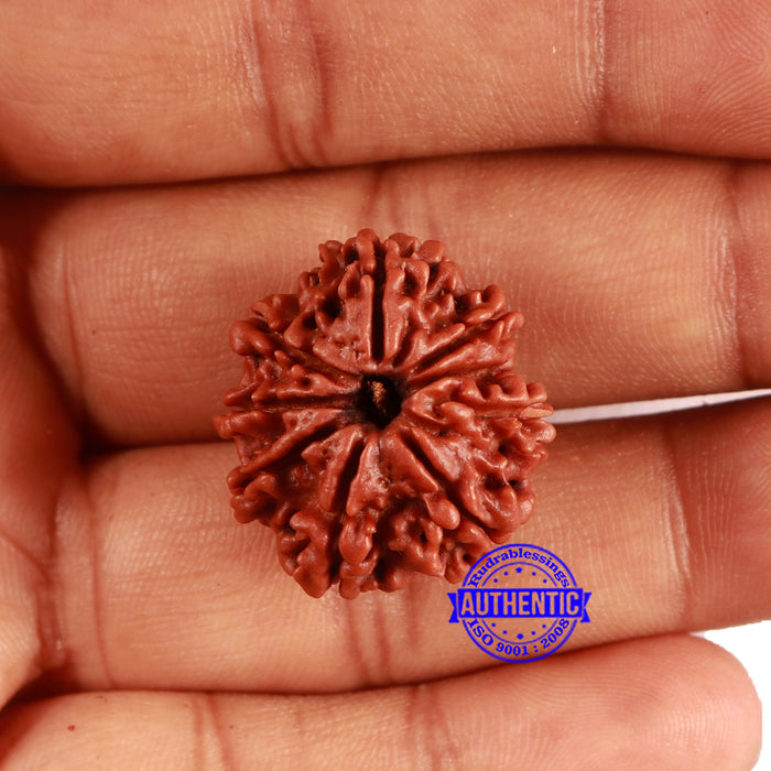 9 Mukhi Nepalese Rudraksha - Bead No. 409