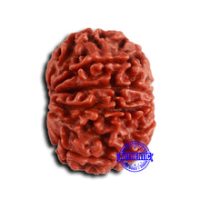 Load image into Gallery viewer, 9 Mukhi Nepalese Rudraksha - Bead No. 409
