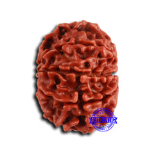 Load image into Gallery viewer, 9 Mukhi Nepalese Rudraksha - Bead No. 409
