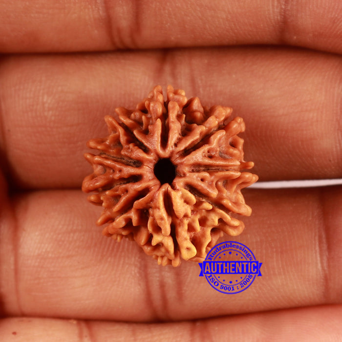 9 Mukhi Nepalese Rudraksha - Bead No. 410